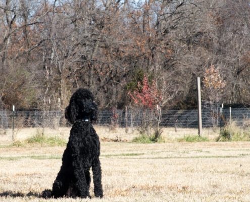 dog sitting in a field